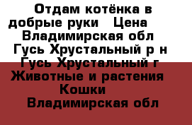 Отдам котёнка в добрые руки › Цена ­ 0 - Владимирская обл., Гусь-Хрустальный р-н, Гусь-Хрустальный г. Животные и растения » Кошки   . Владимирская обл.